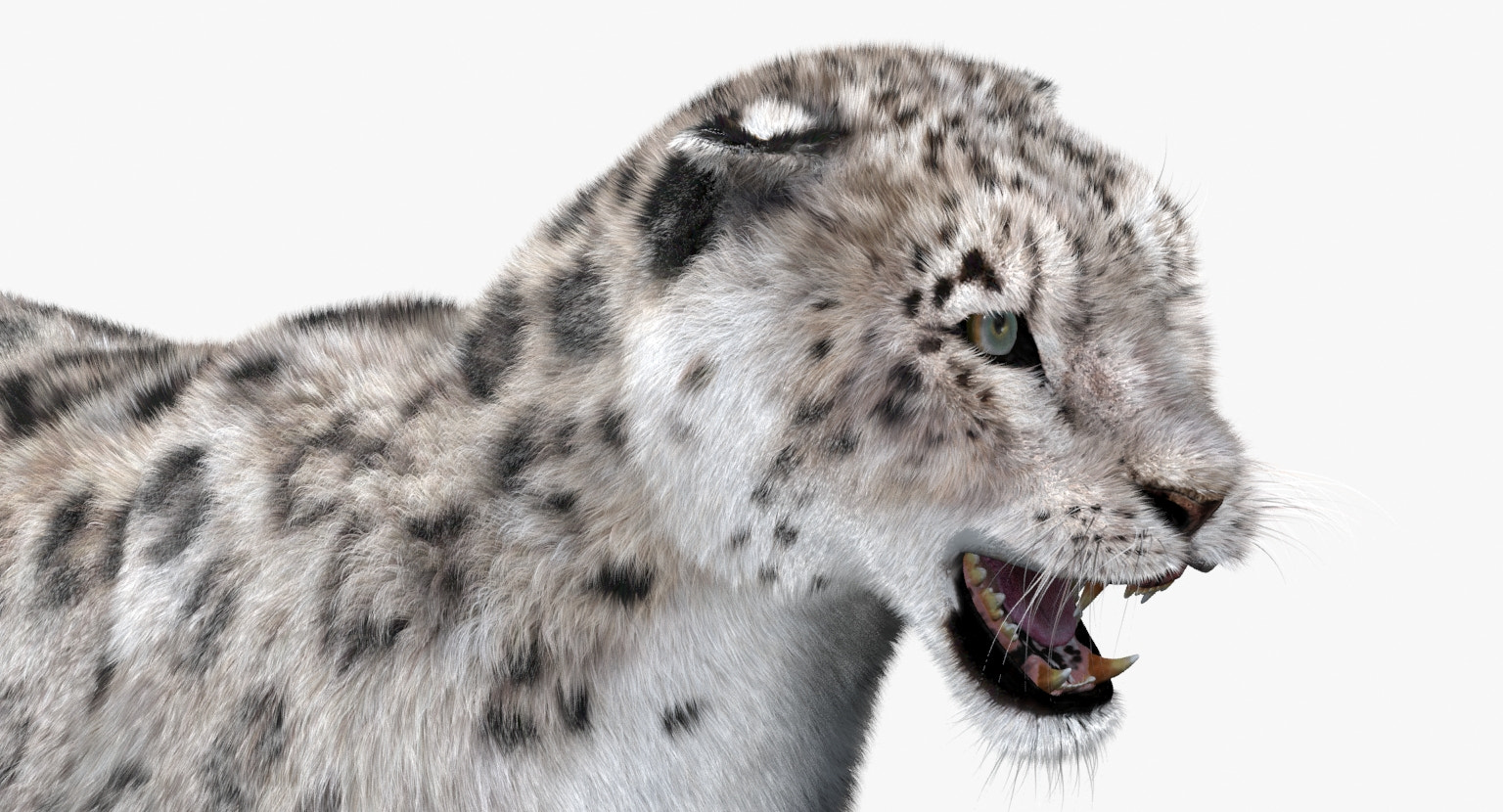 Snow Leopard 3D Model Animated with Fur