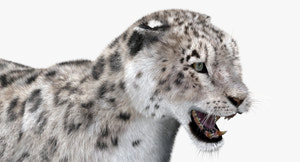 Snow Leopard 3D Model Animated with Fur Thumbnail