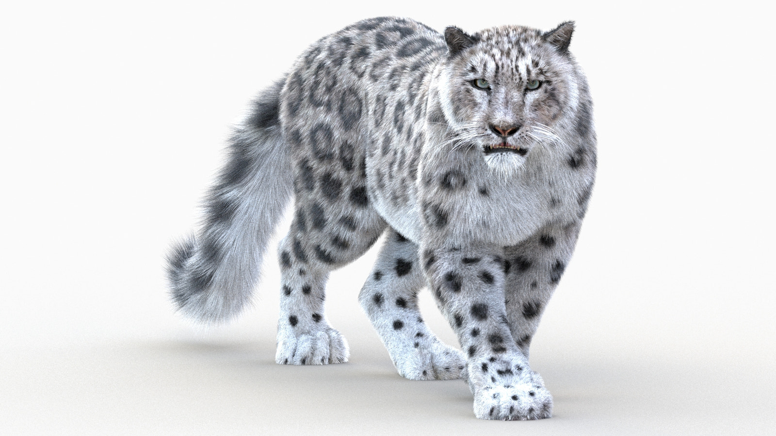 Snow Leopard 3D Model Animated with Fur Vray