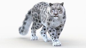 Snow Leopard 3D Model Animated with Fur Vray Thumbnail