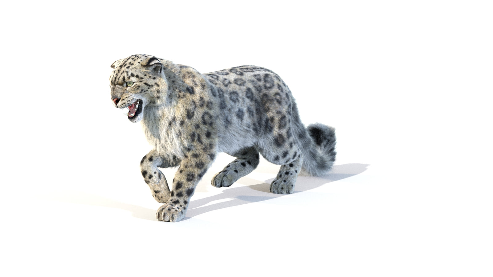 Animated Snow Leopard 3D Model Fur 360° view 1 frame 5