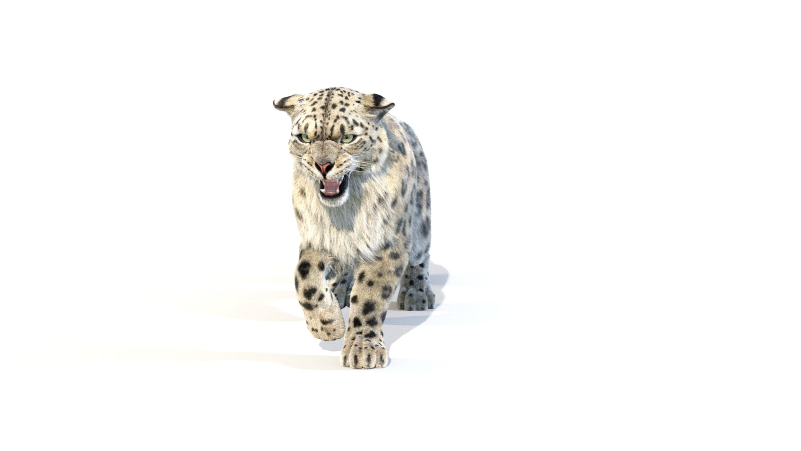 Animated Snow Leopard 3D Model Fur 360° view 1 frame 8