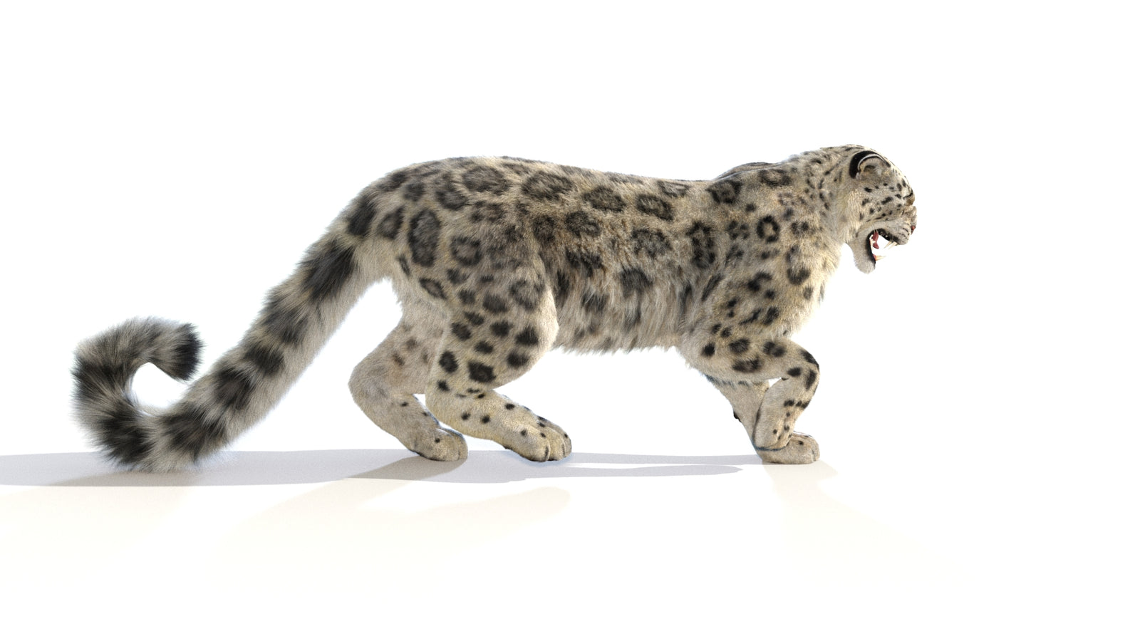 Animated Snow Leopard 3D Model Fur 360° view 1 frame 17