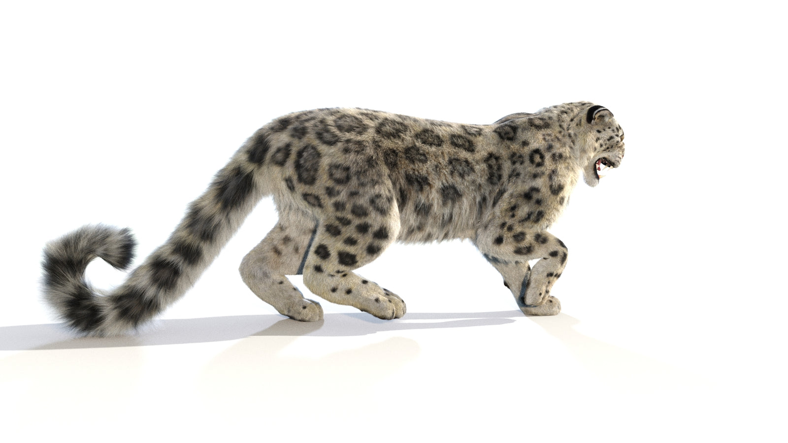 Animated Snow Leopard 3D Model Fur 360° view 1 frame 18