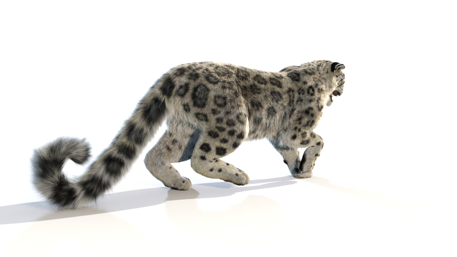 Animated Snow Leopard 3D Model Fur 360° view 1 frame 20