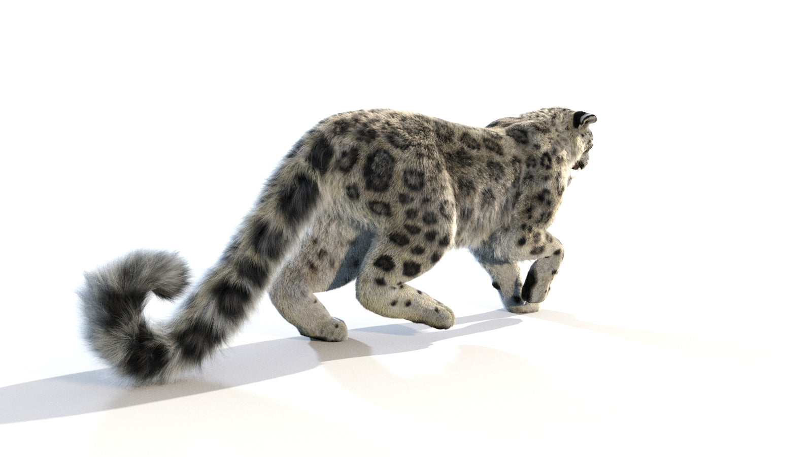 Animated Snow Leopard 3D Model Fur 360° view 1 frame 21