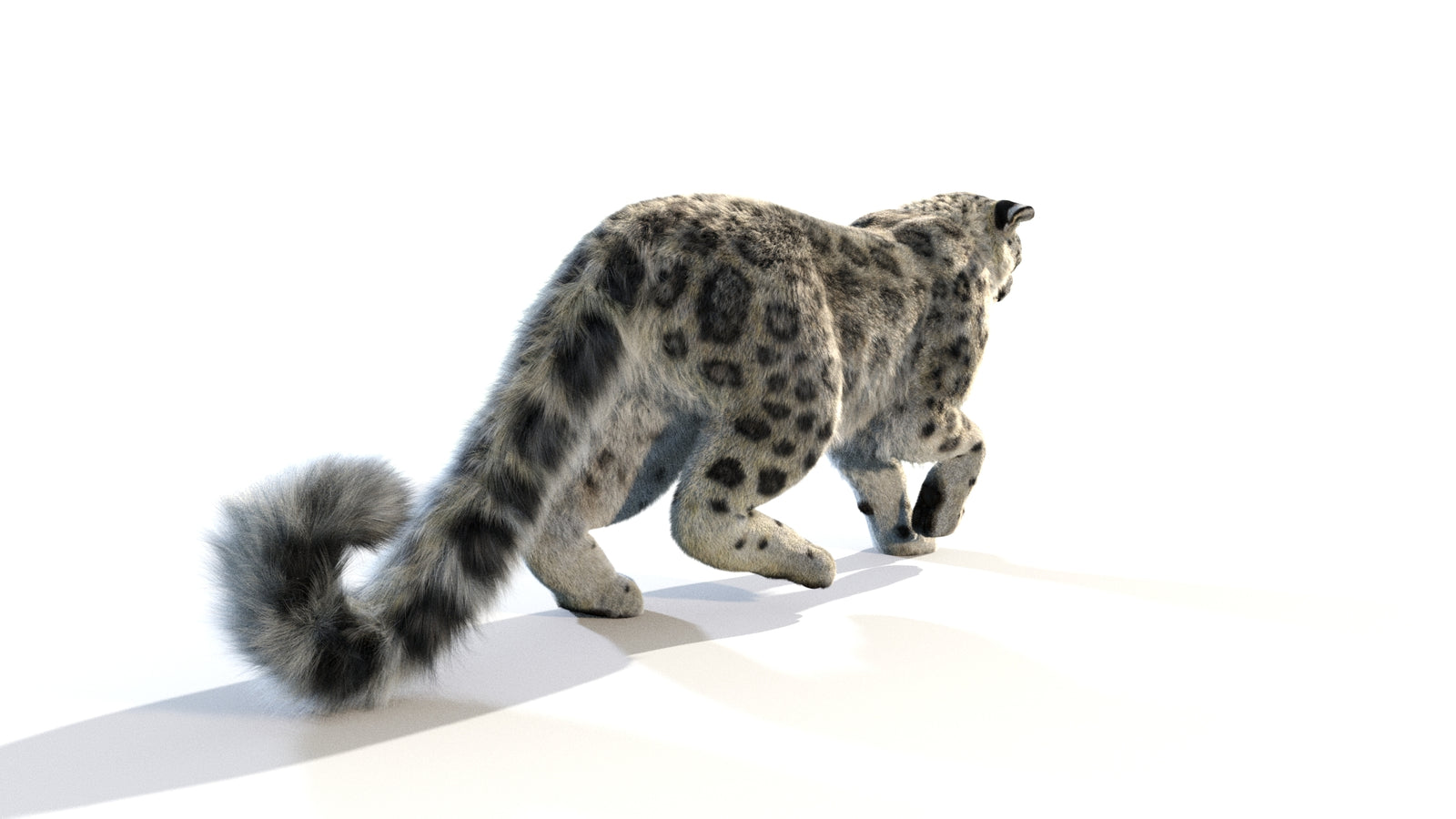Animated Snow Leopard 3D Model Fur 360° view 1 frame 22