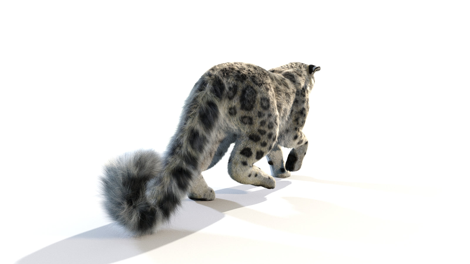 Animated Snow Leopard 3D Model Fur 360° view 1 frame 23