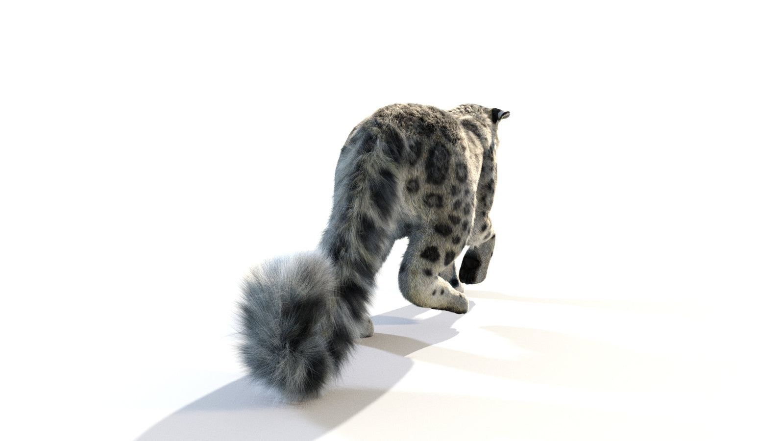 Animated Snow Leopard 3D Model Fur 360° view 1 frame 24