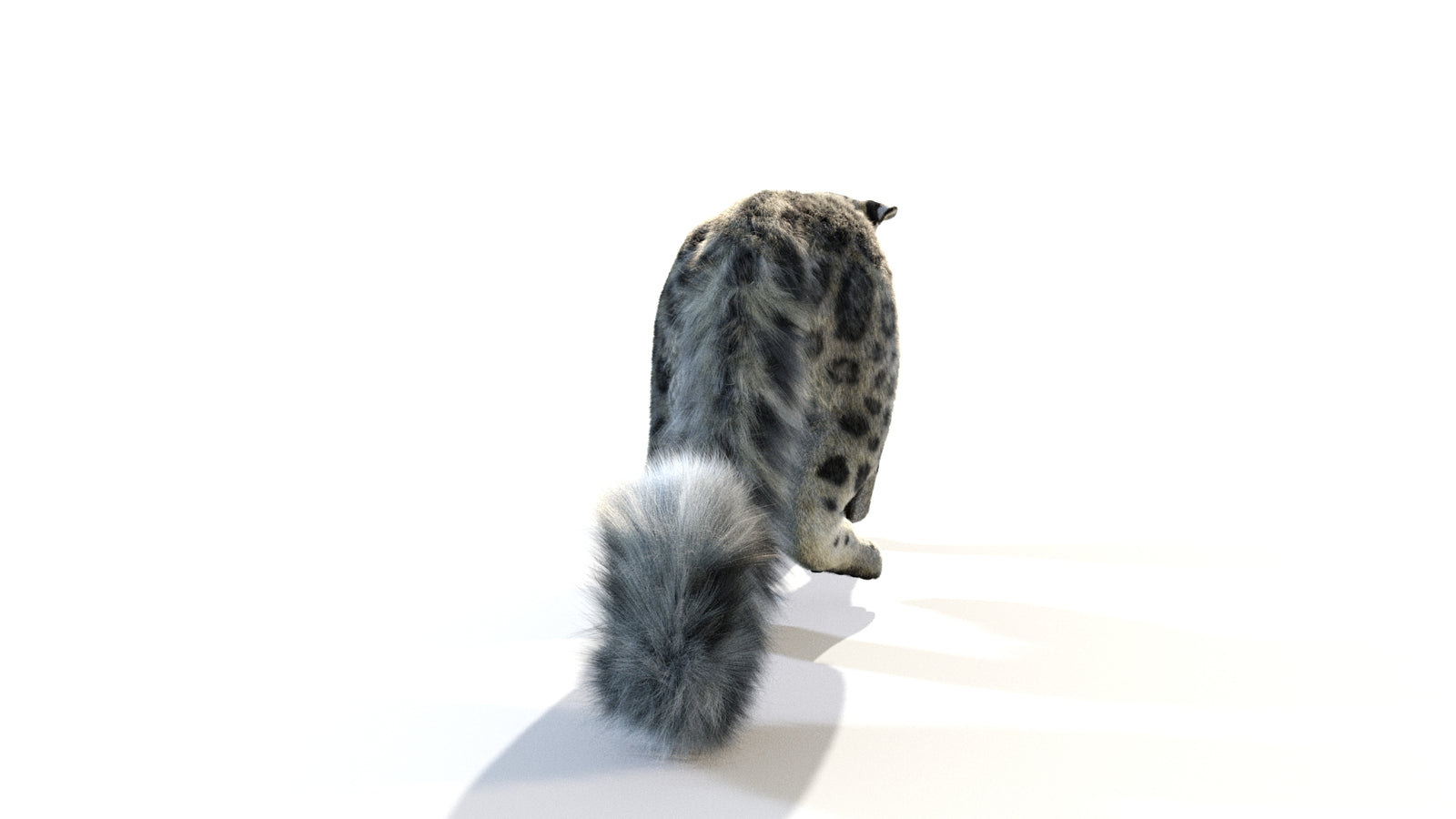 Animated Snow Leopard 3D Model Fur 360° view 1 frame 25