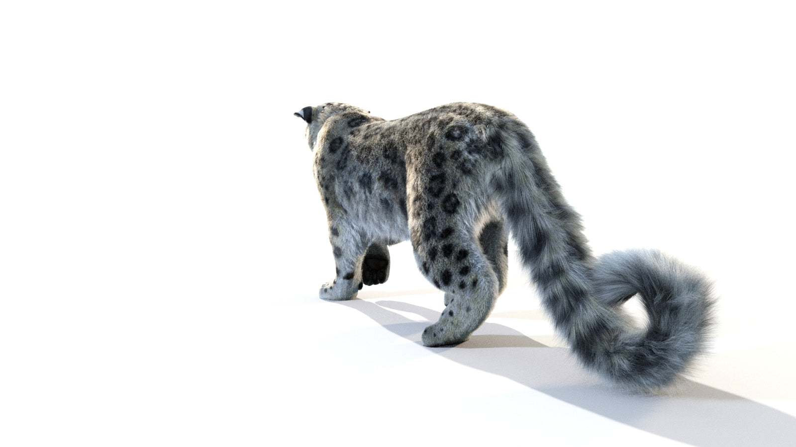 Animated Snow Leopard 3D Model Fur 360° view 1 frame 29