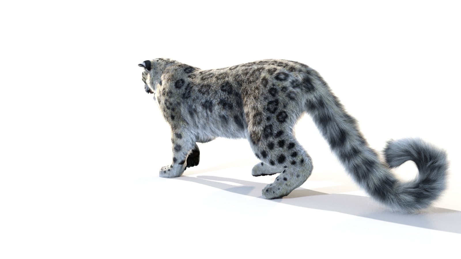 Animated Snow Leopard 3D Model Fur 360° view 1 frame 31