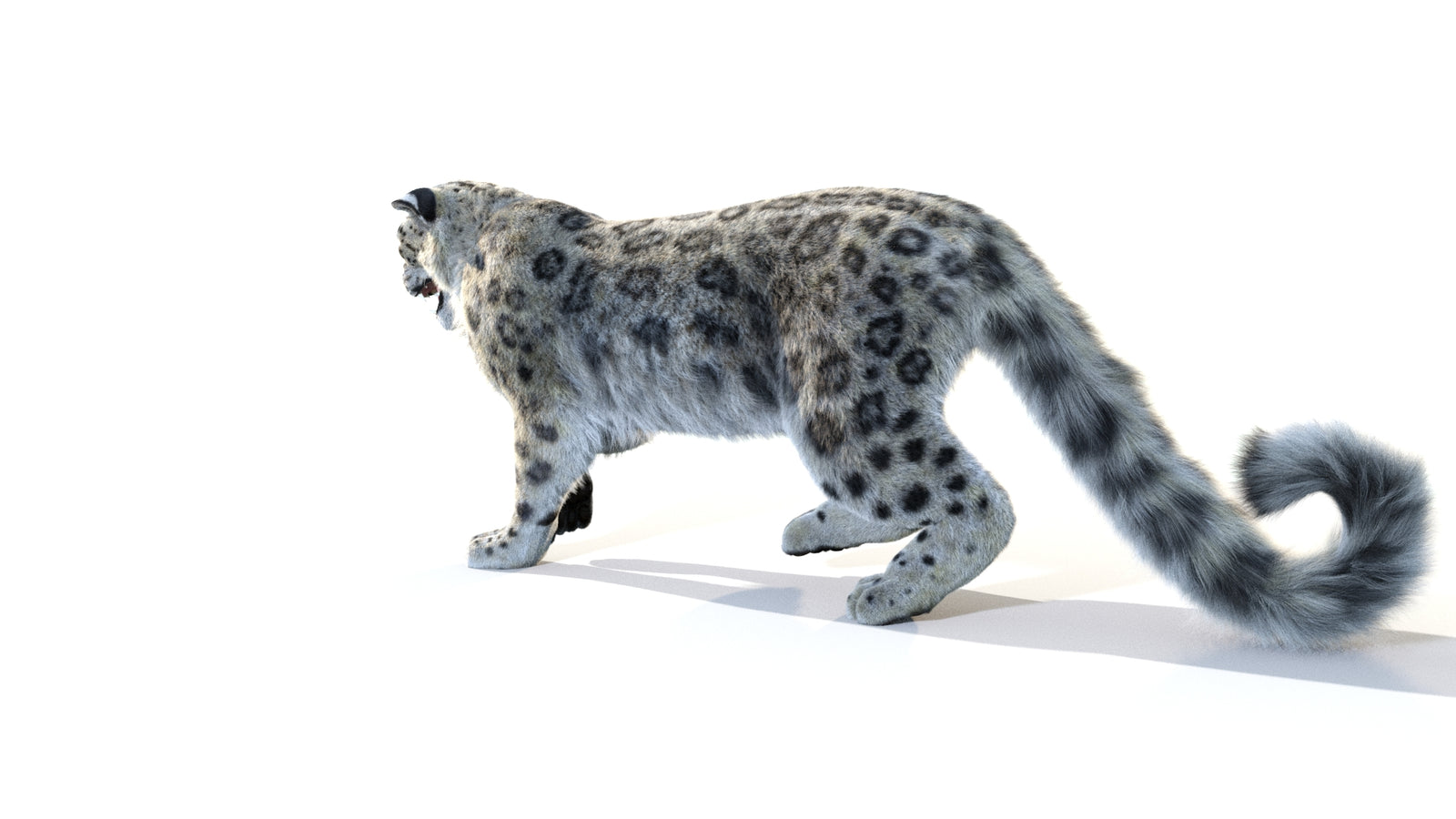 Animated Snow Leopard 3D Model Fur 360° view 1 frame 32