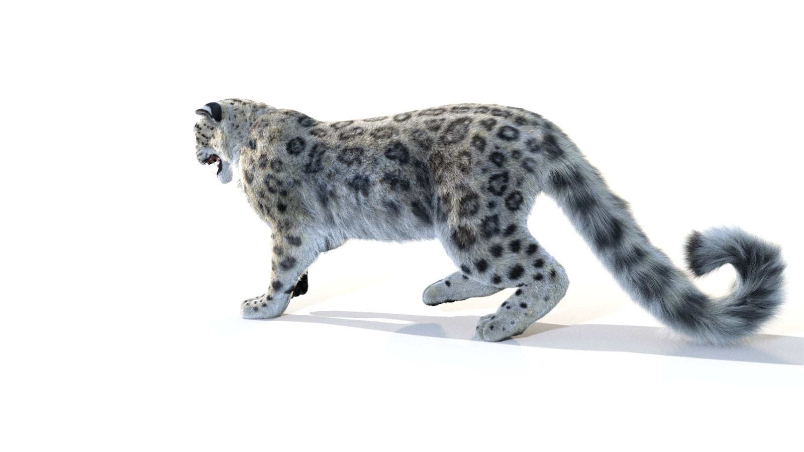 Animated Snow Leopard 3D Model Fur 360° view 1 frame 33
