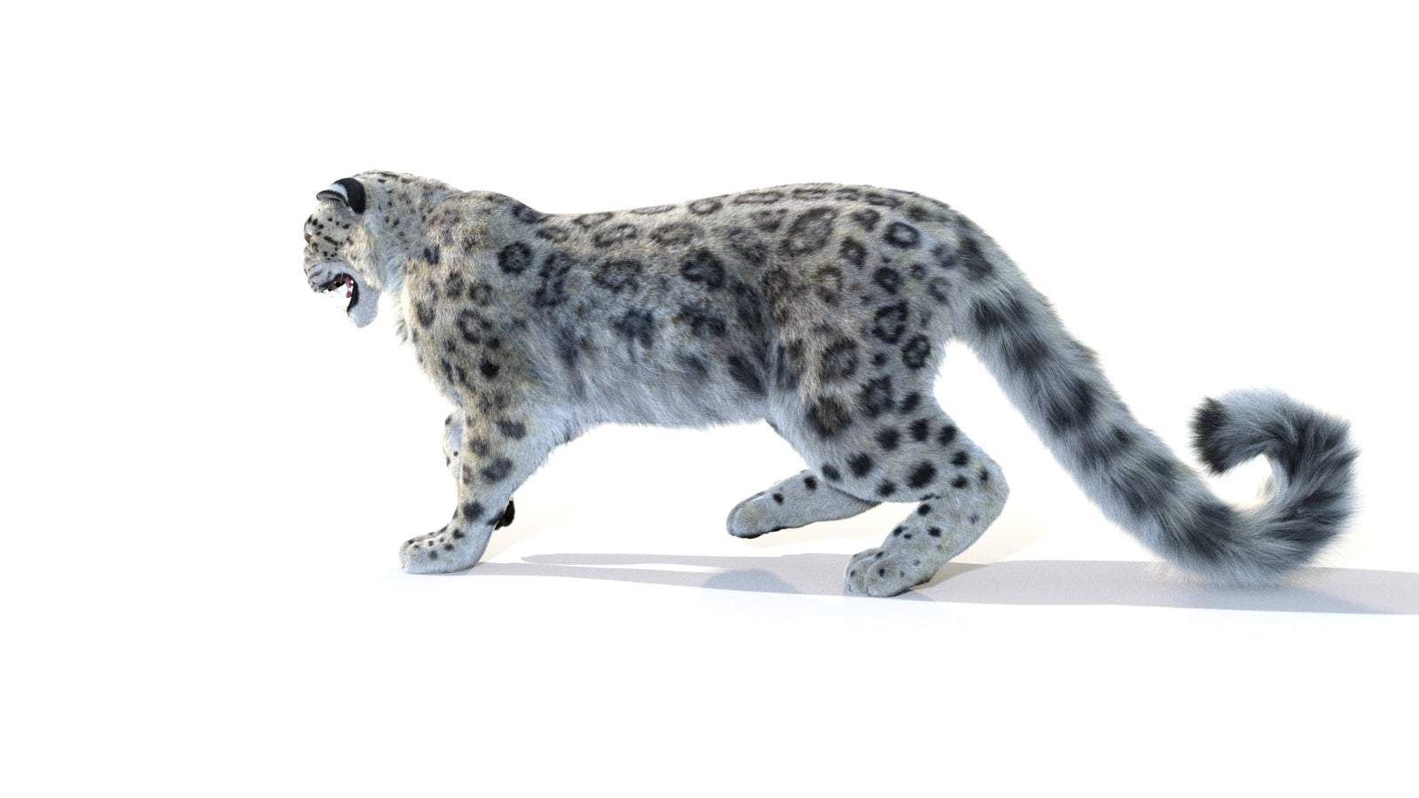 Animated Snow Leopard 3D Model Fur 360° view 1 frame 34