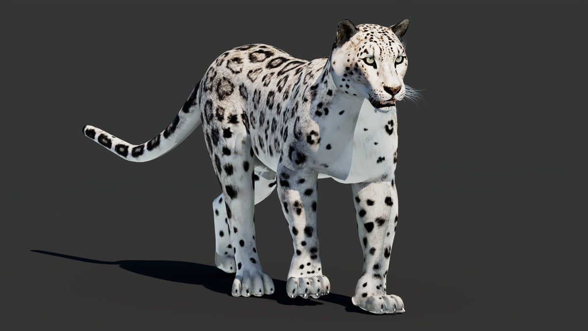Animated Snow Leopard 3D Model – Low-Poly, Textured - 360 Degree View