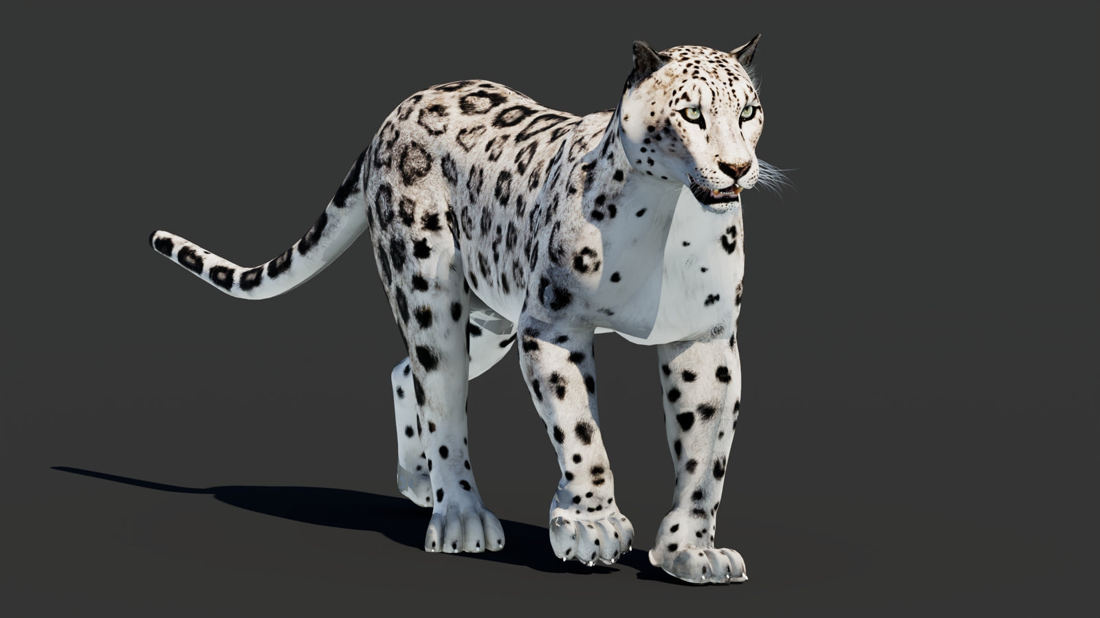 Snow Leopard 3D Model Animated 360° view 2 frame 3