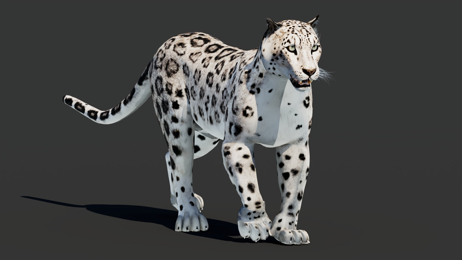Snow Leopard 3D Model Animated 360° view 2 frame 5