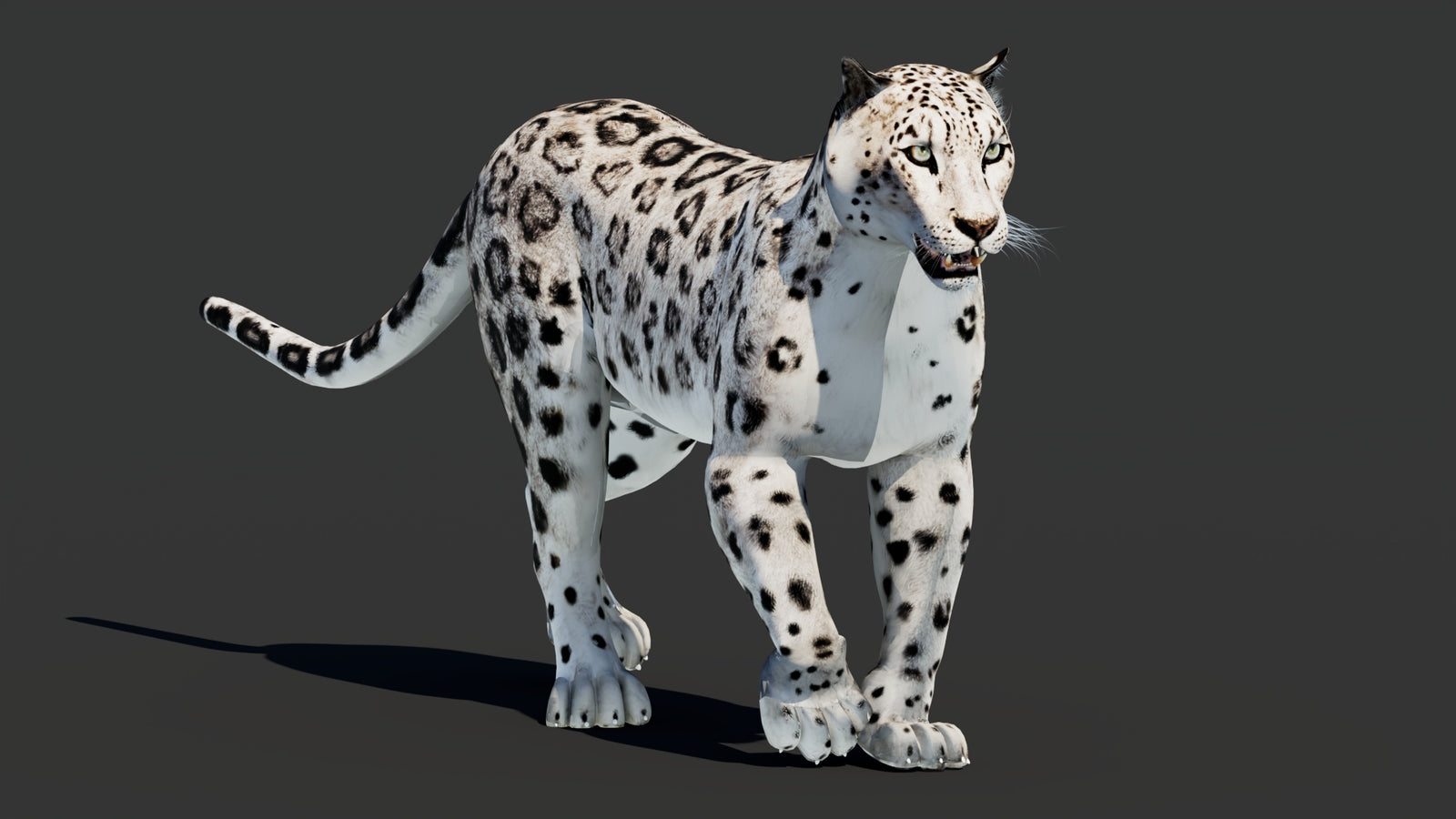 Snow Leopard 3D Model Animated 360° view 2 frame 6