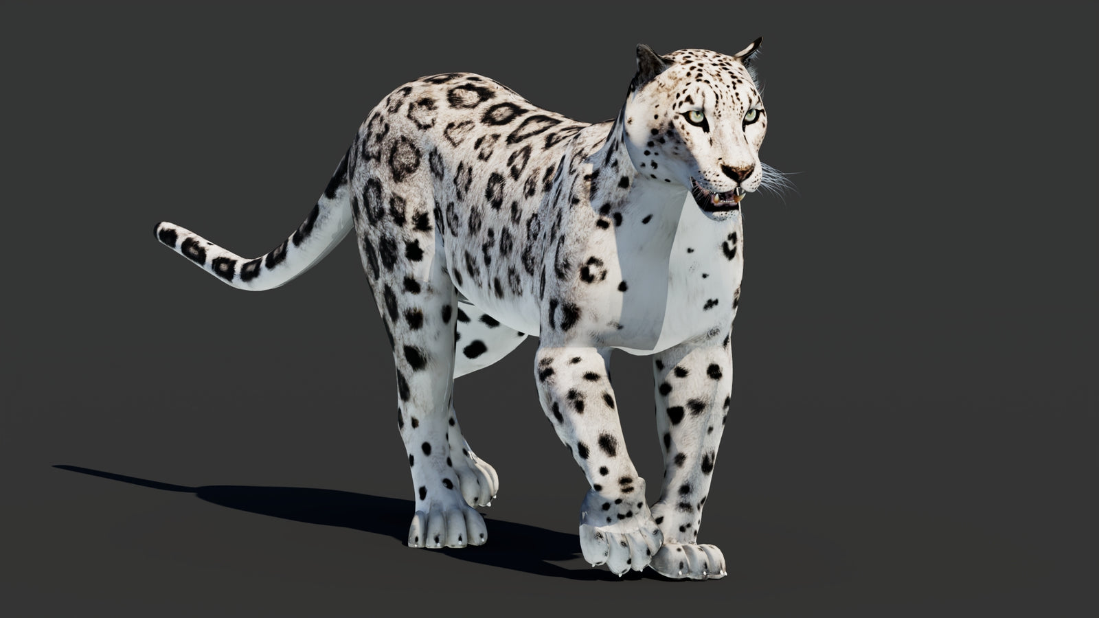 Snow Leopard 3D Model Animated 360° view 2 frame 7