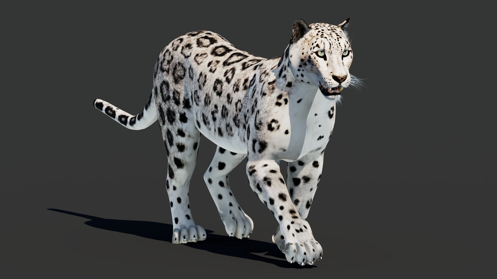 Snow Leopard 3D Model Animated 360° view 2 frame 14