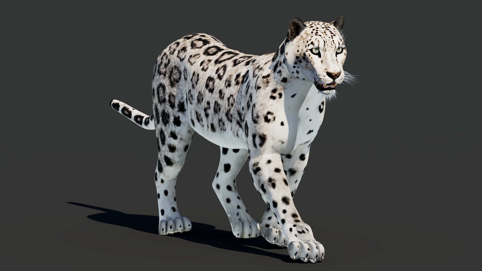 Snow Leopard 3D Model Animated 360° view 2 frame 18