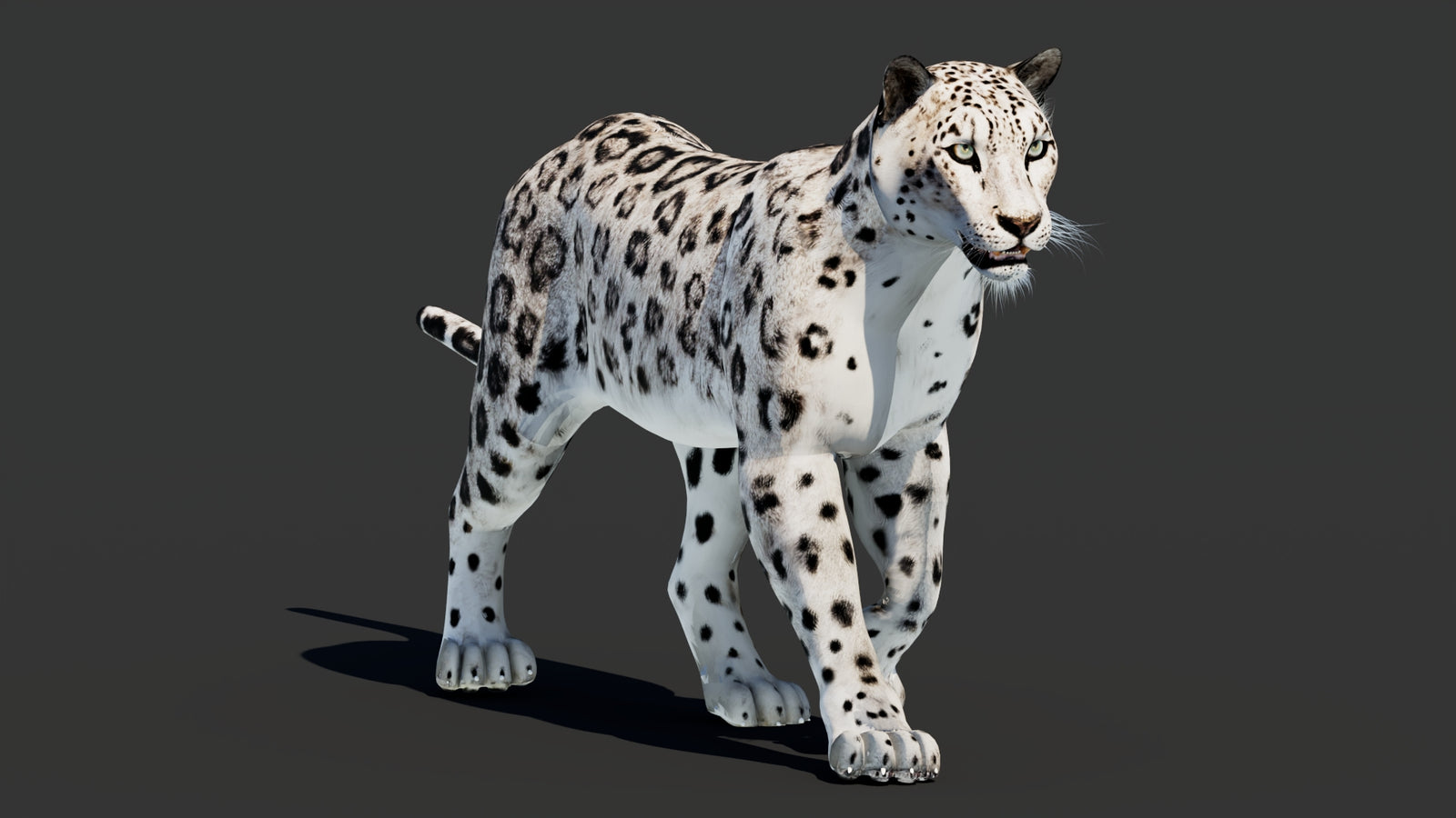 Snow Leopard 3D Model Animated 360° view 2 frame 25