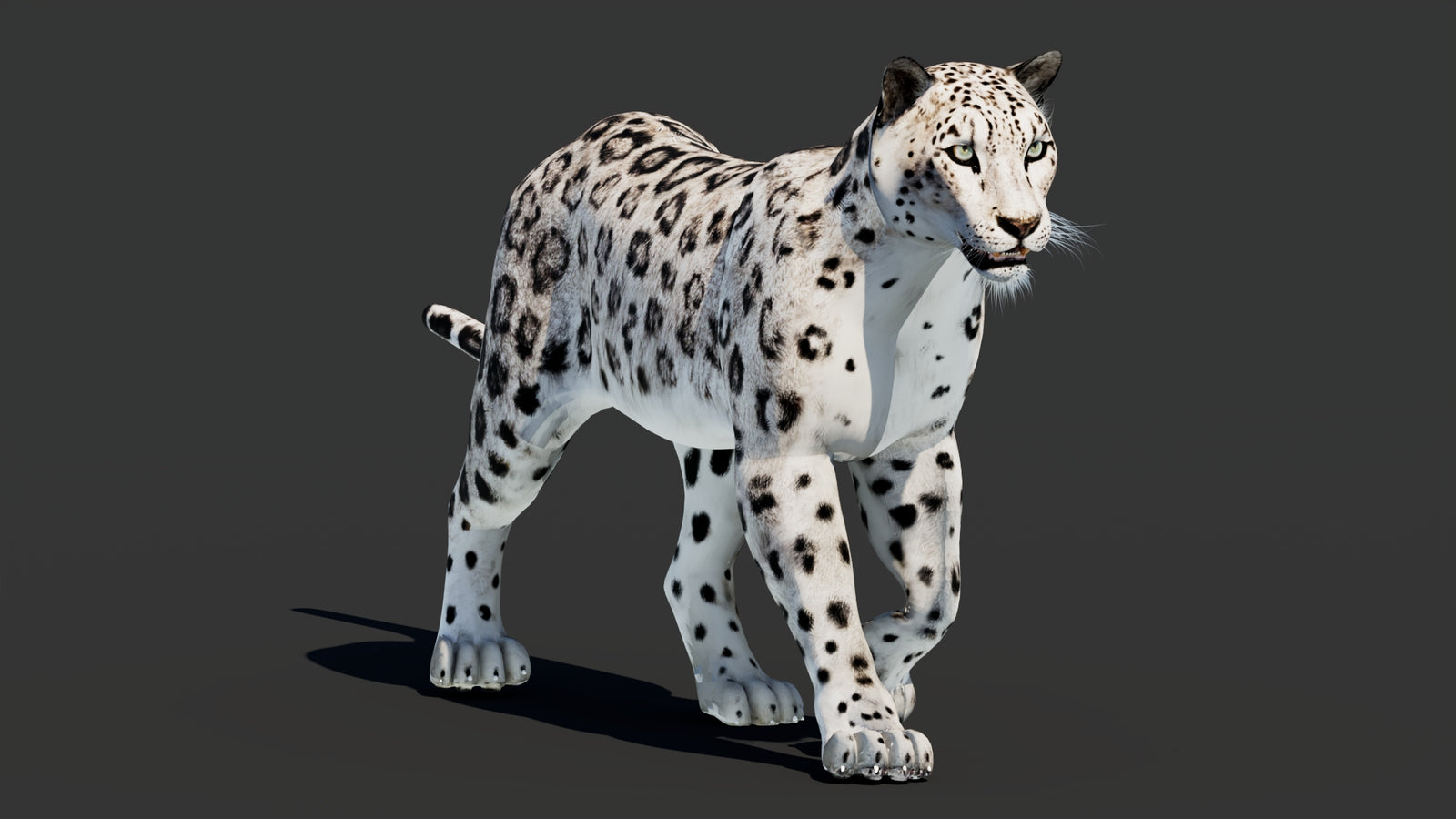 Snow Leopard 3D Model Animated 360° view 2 frame 26