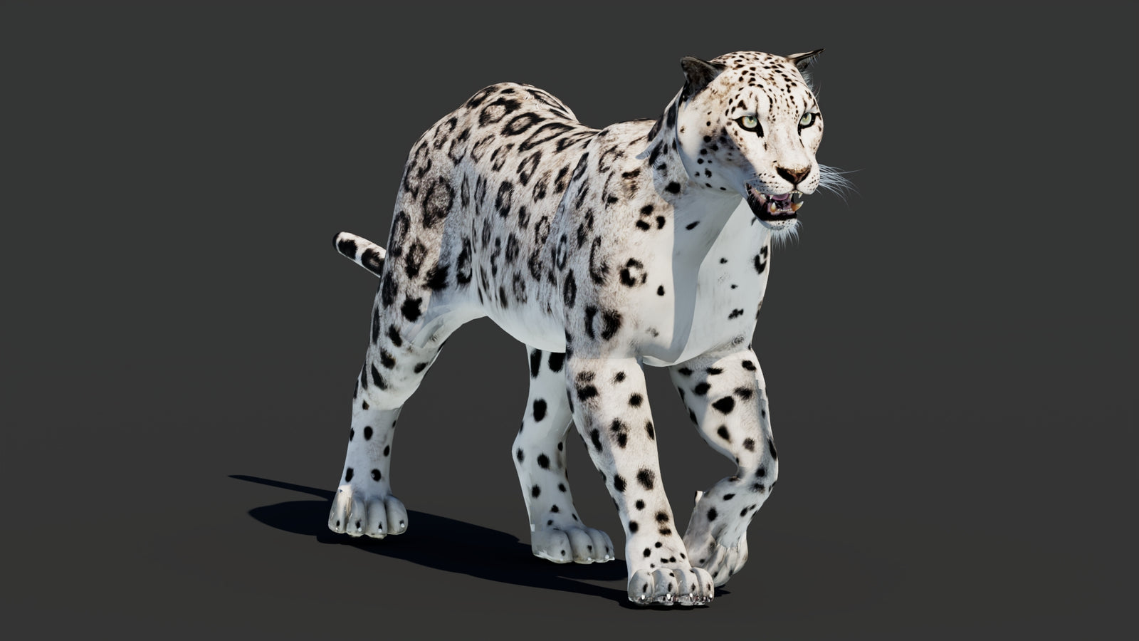 Snow Leopard 3D Model Animated 360° view 2 frame 29