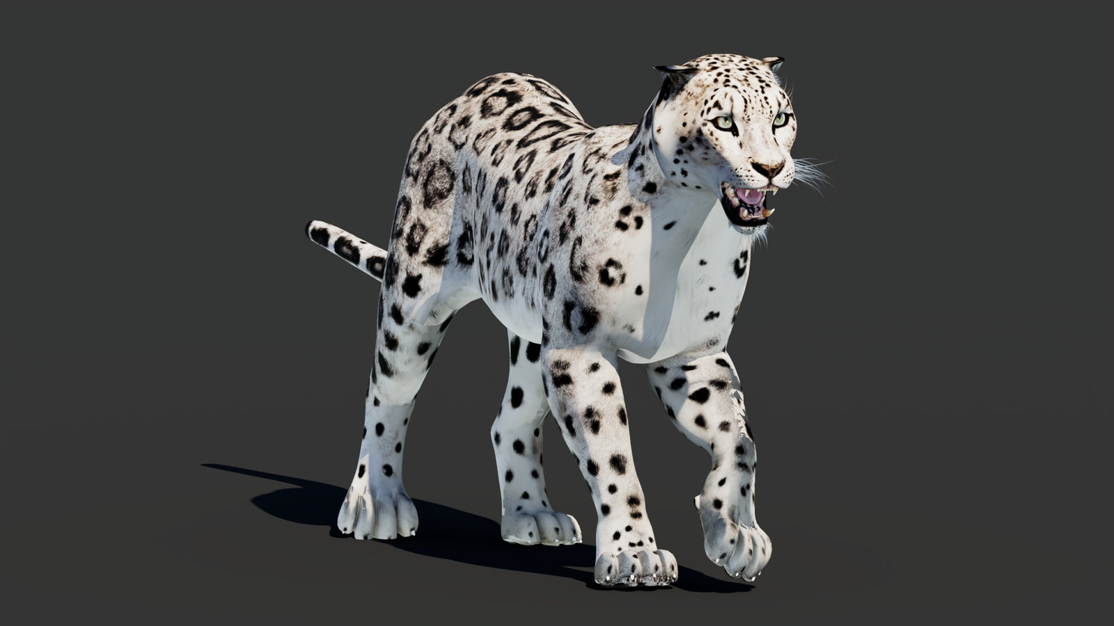 Snow Leopard 3D Model Animated 360° view 2 frame 33