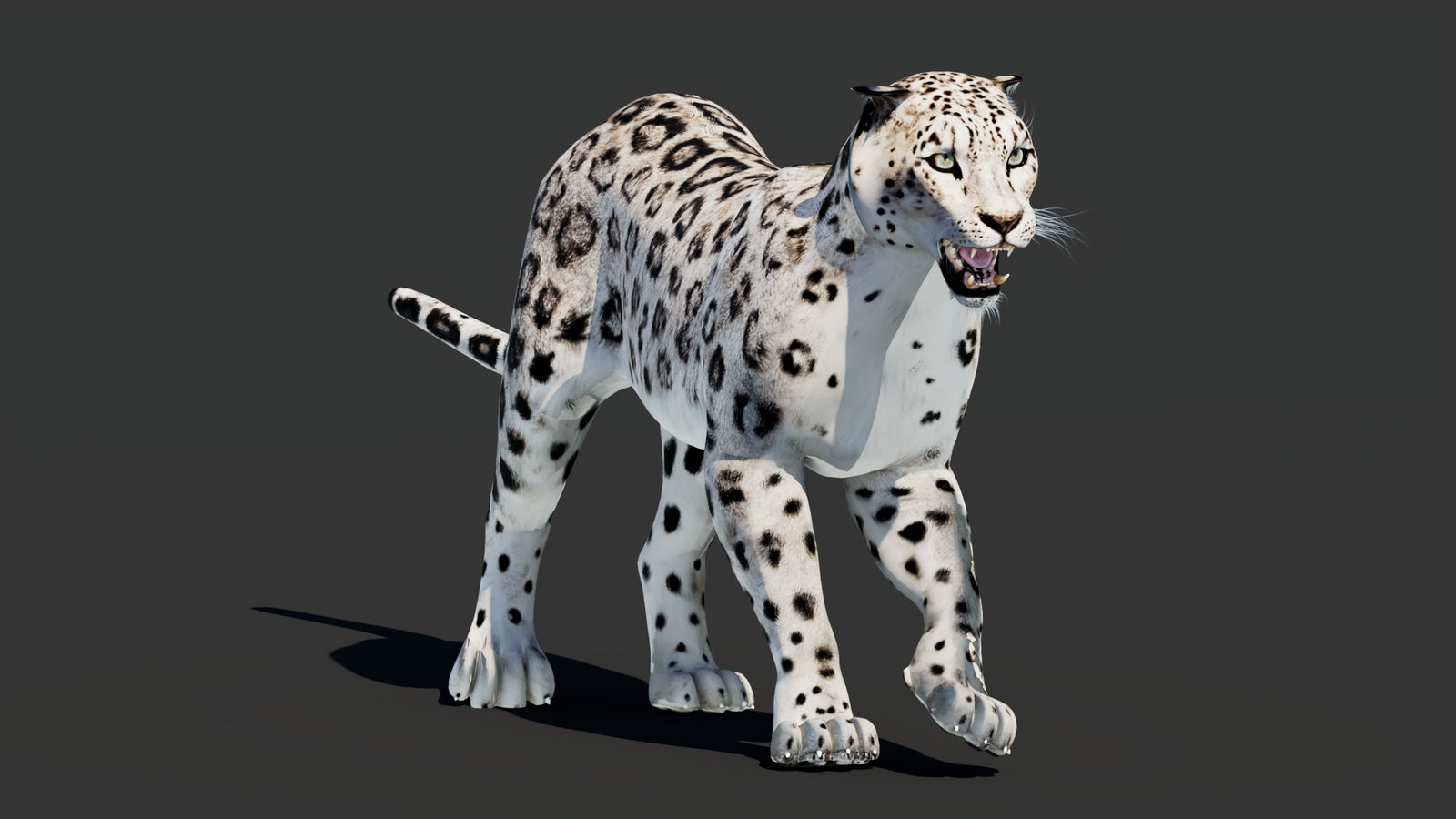 Snow Leopard 3D Model Animated 360° view 2 frame 34