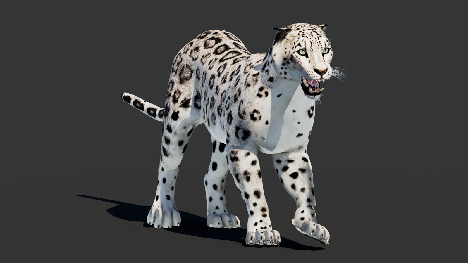 Snow Leopard 3D Model Animated 360° view 2 frame 35
