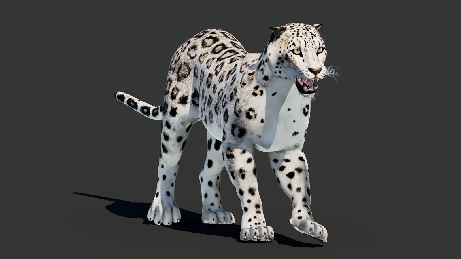 Snow Leopard 3D Model Animated 360° view 2 frame 36