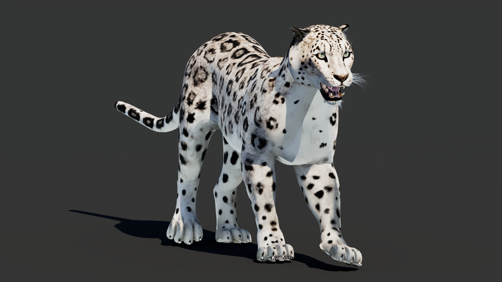 Snow Leopard 3D Model Animated 360° view 2 frame 38