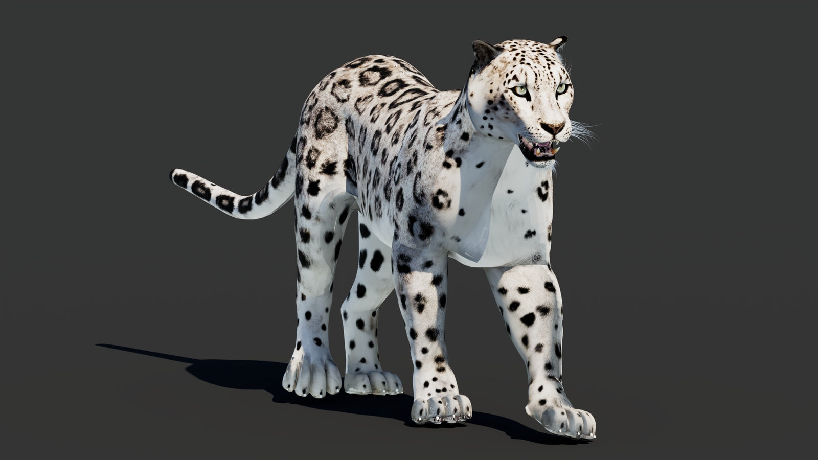 Snow Leopard 3D Model Animated 360° view 2 frame 40