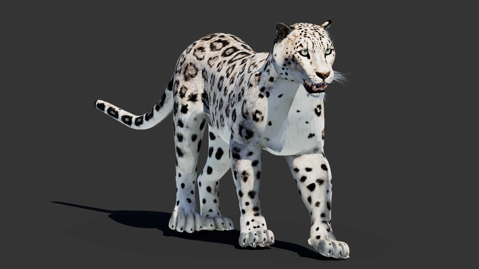 Snow Leopard 3D Model Animated 360° view 2 frame 41