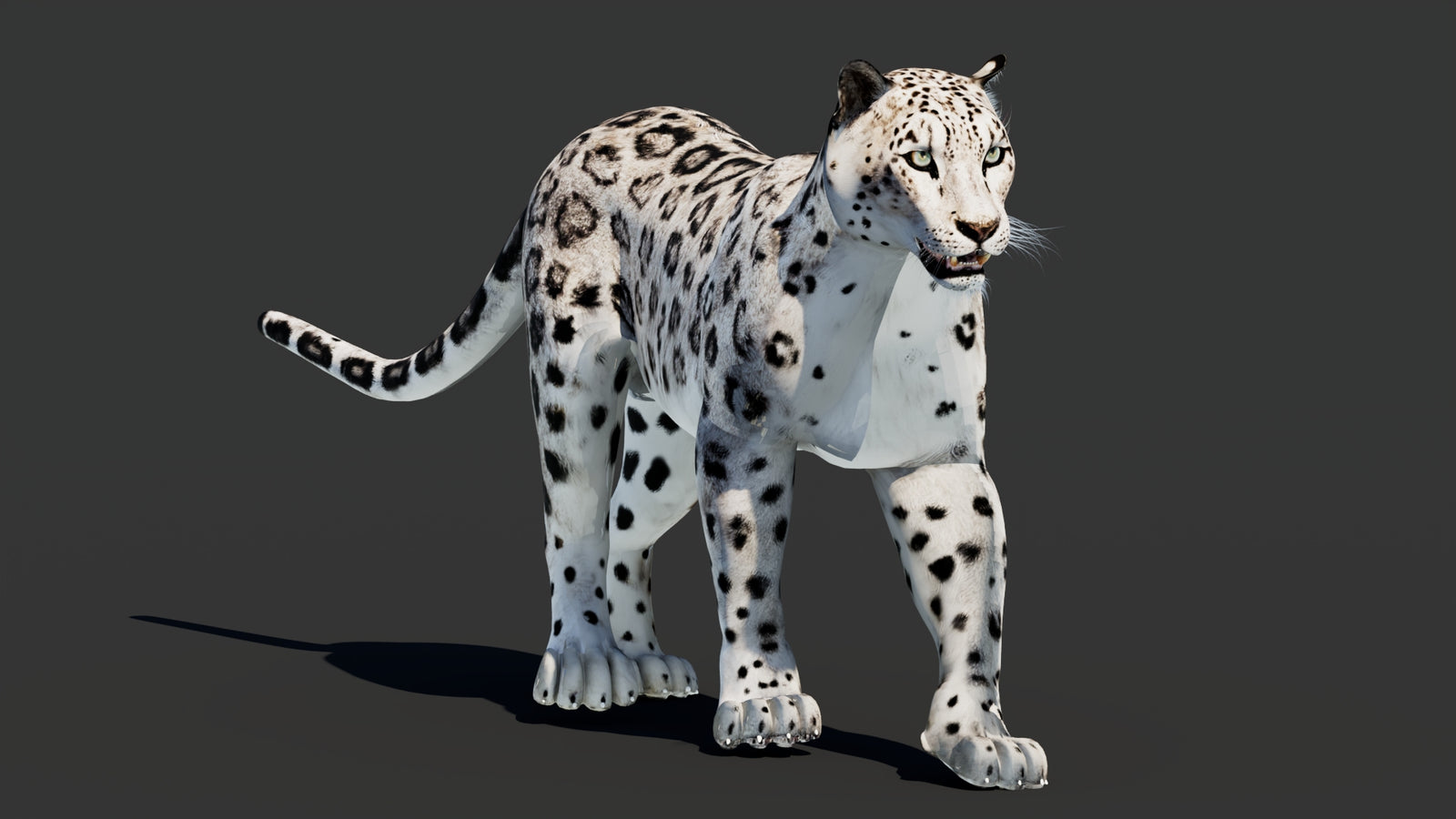 Snow Leopard 3D Model Animated 360° view 2 frame 43