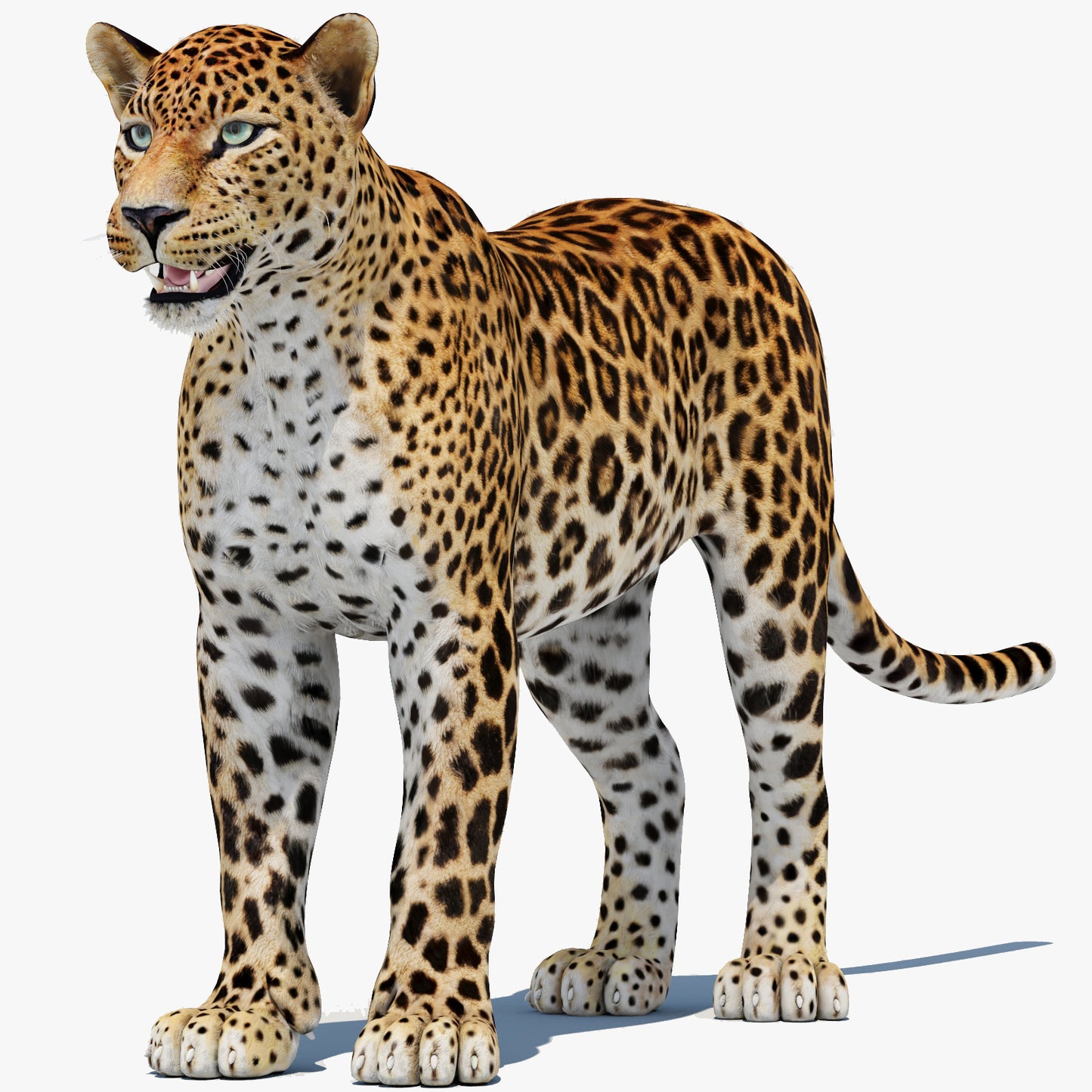 Sri Lankan Leopard 3D Model