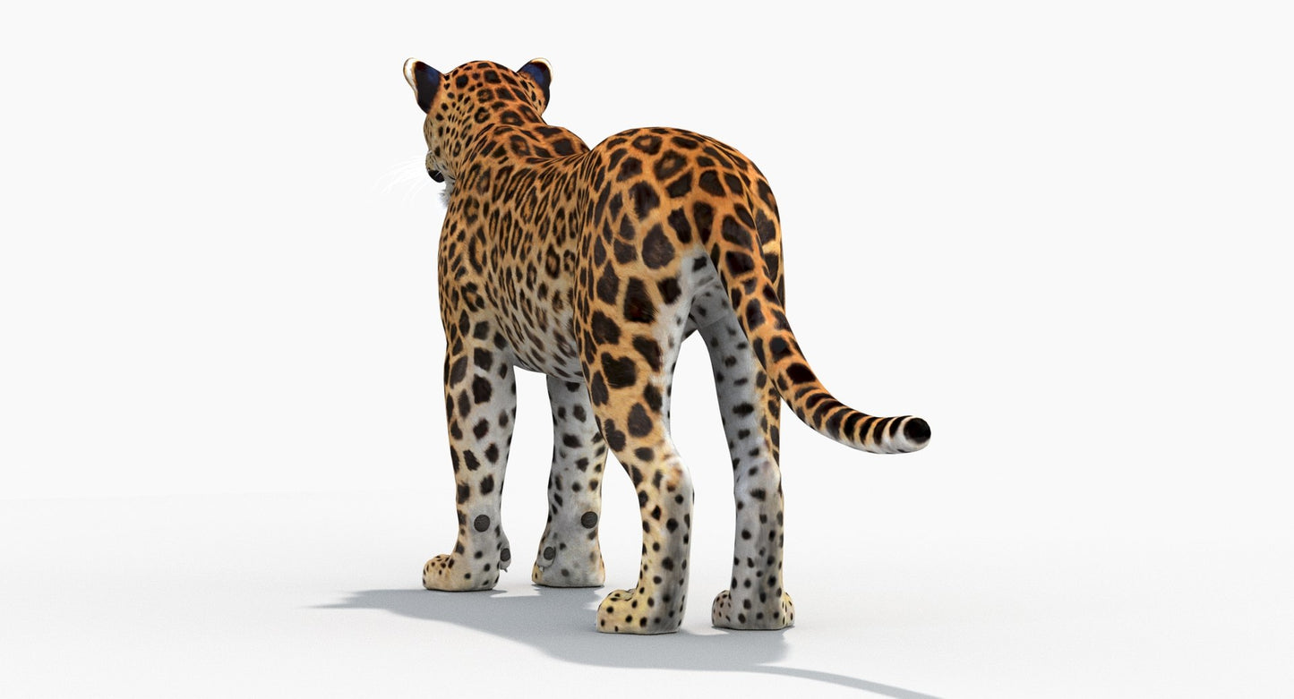 Sri Lankan Leopard 3D Model