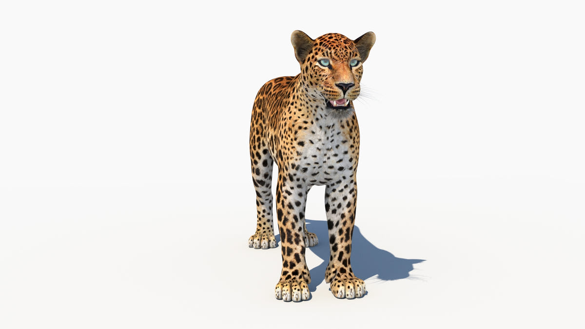 Rigged Sri Lankan Leopard 3D Model Game-Ready - 360 Degree View