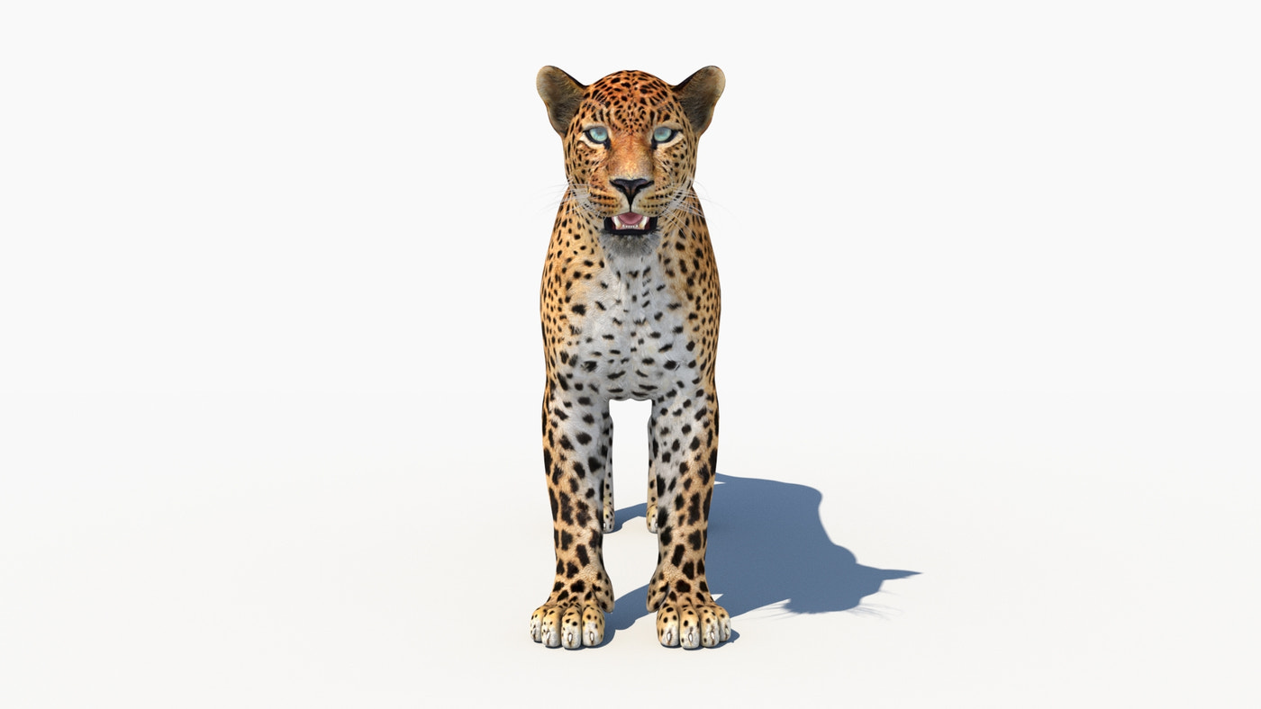 Rigged Sri Lankan Leopard 3D Model - 360 Degree View