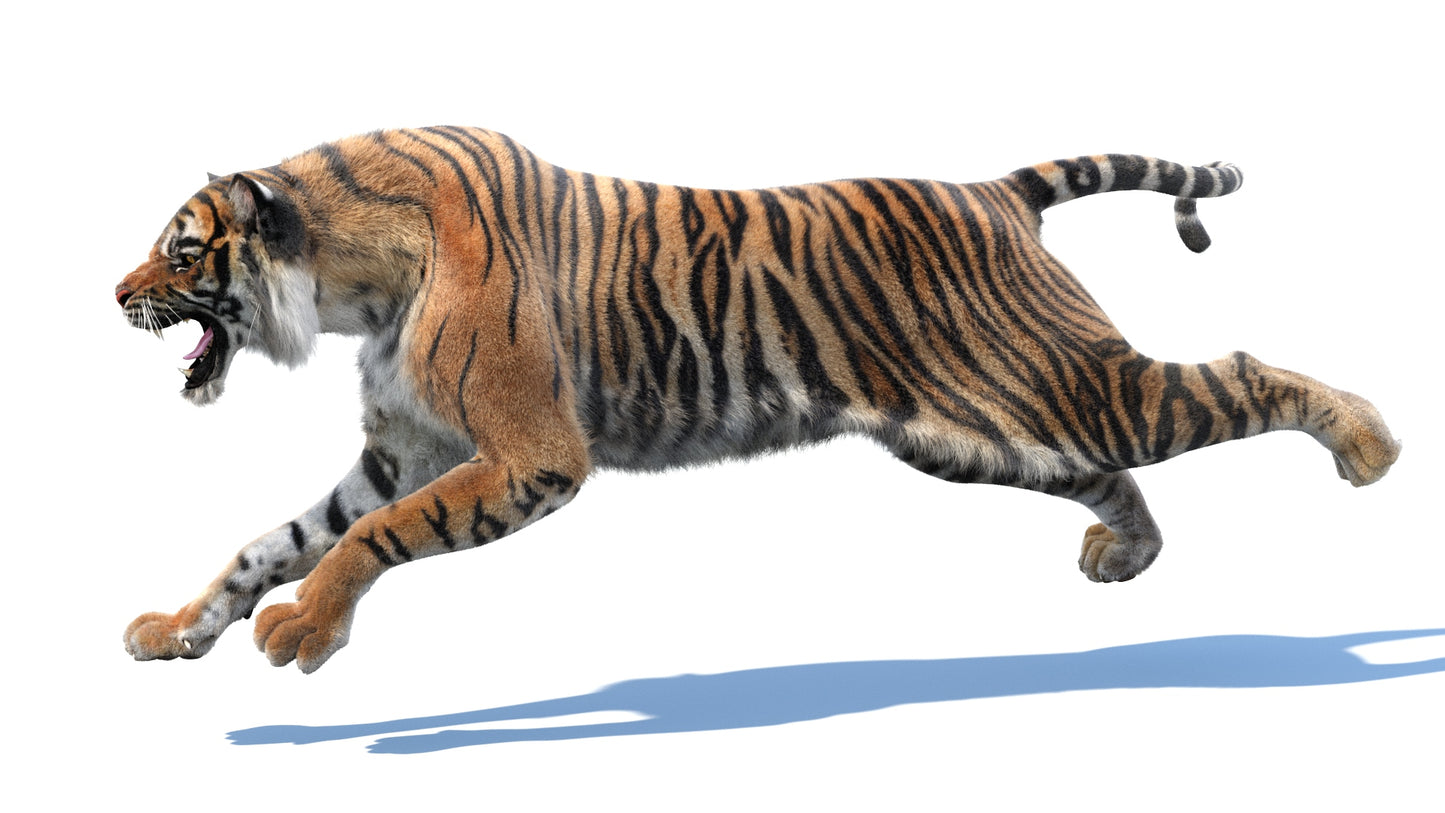 Animated Tiger 3D Model with Fur