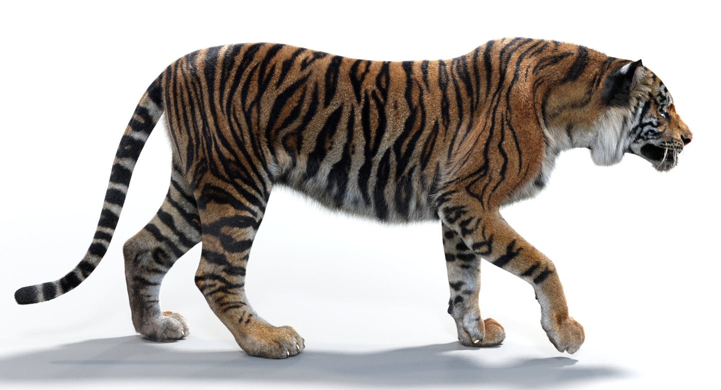 Animated Tiger 3D Model with Fur