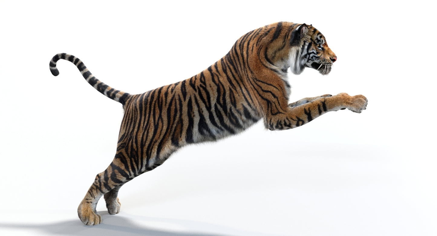 Animated Tiger 3D Model with Fur