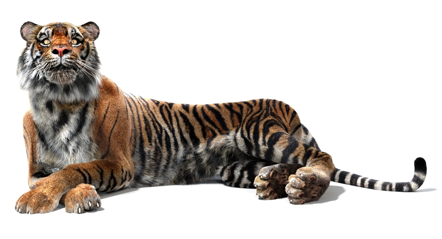 Animated Tiger 3D Model with Fur
