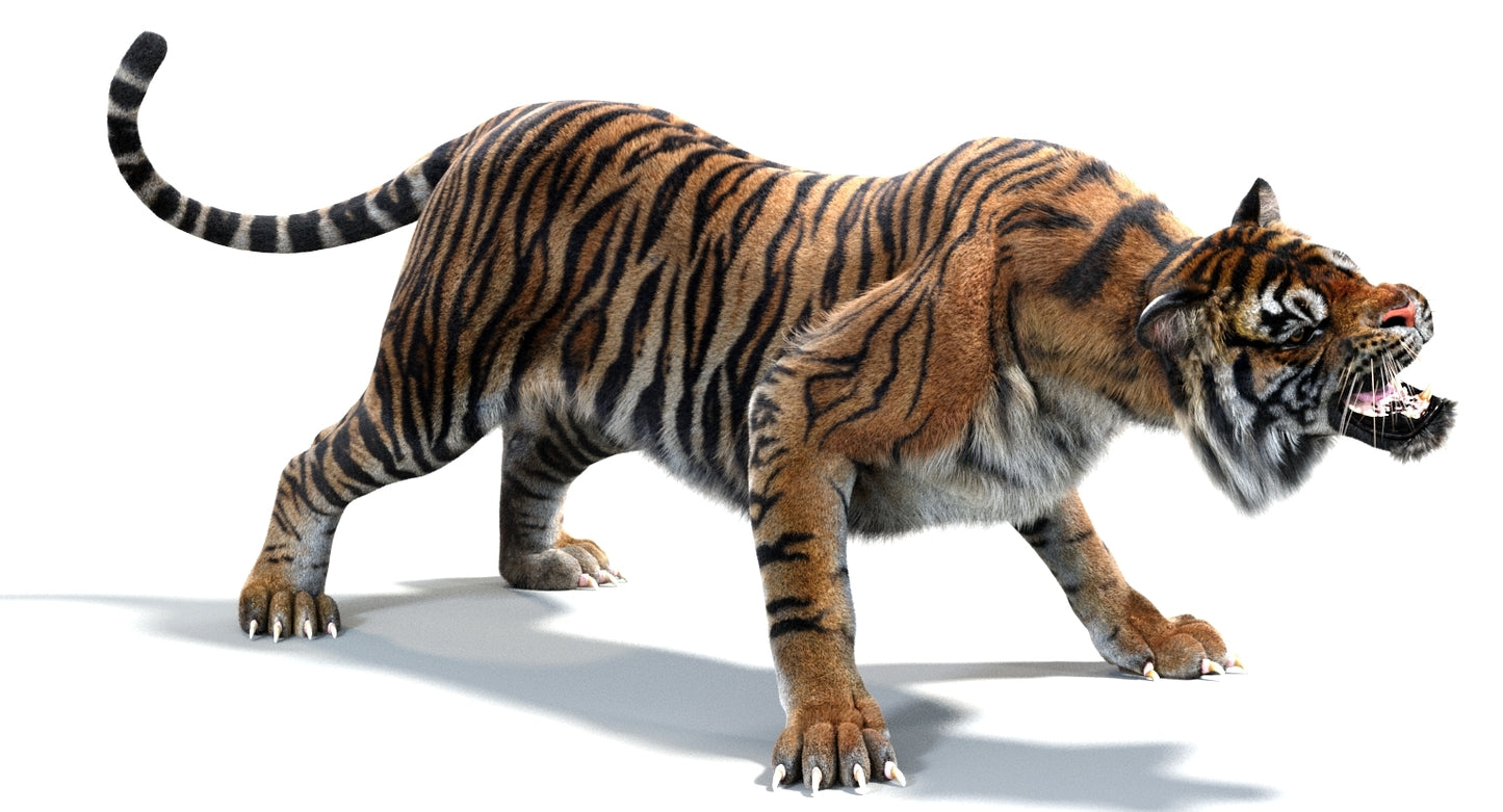 Animated Tiger 3D Model with Fur