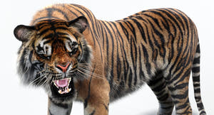 Animated Big Cats 3D Bundle — Lion, Tiger, Leopard & Cheetah Thumbnail