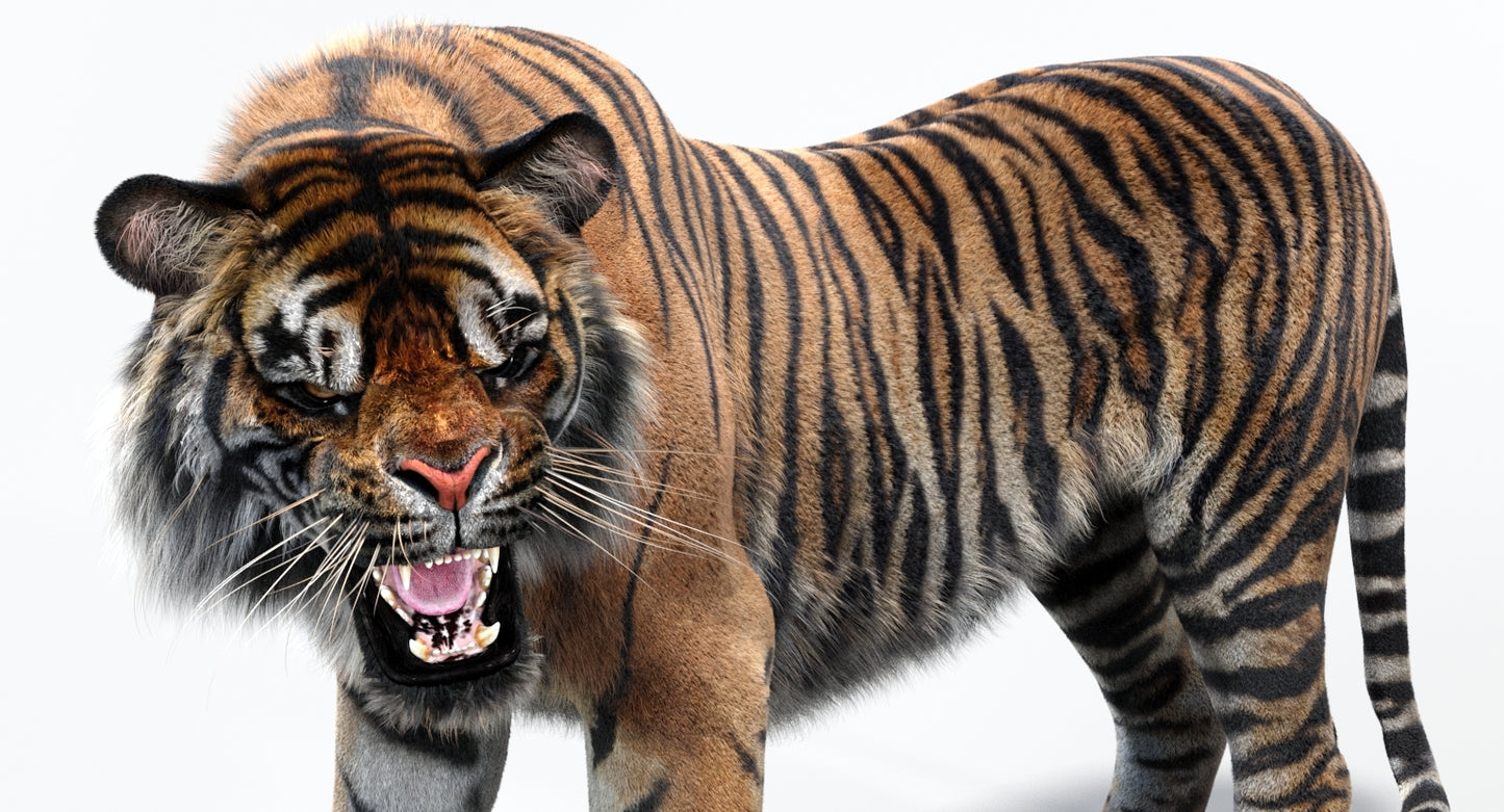 Animated Tiger 3D Model with Fur