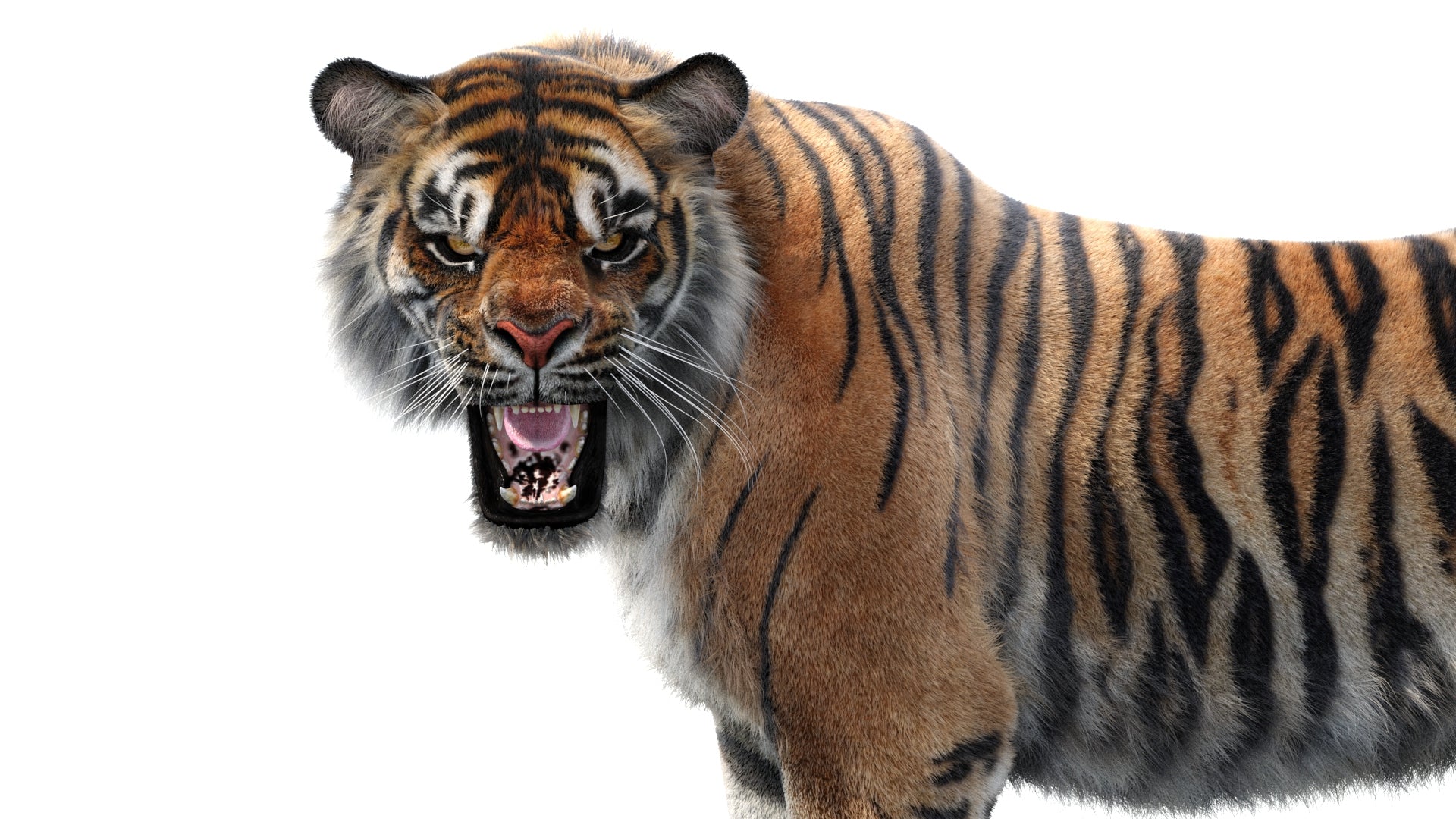 Photorealistic Tiger 3D Model Upper Body Close-Up on White Background
