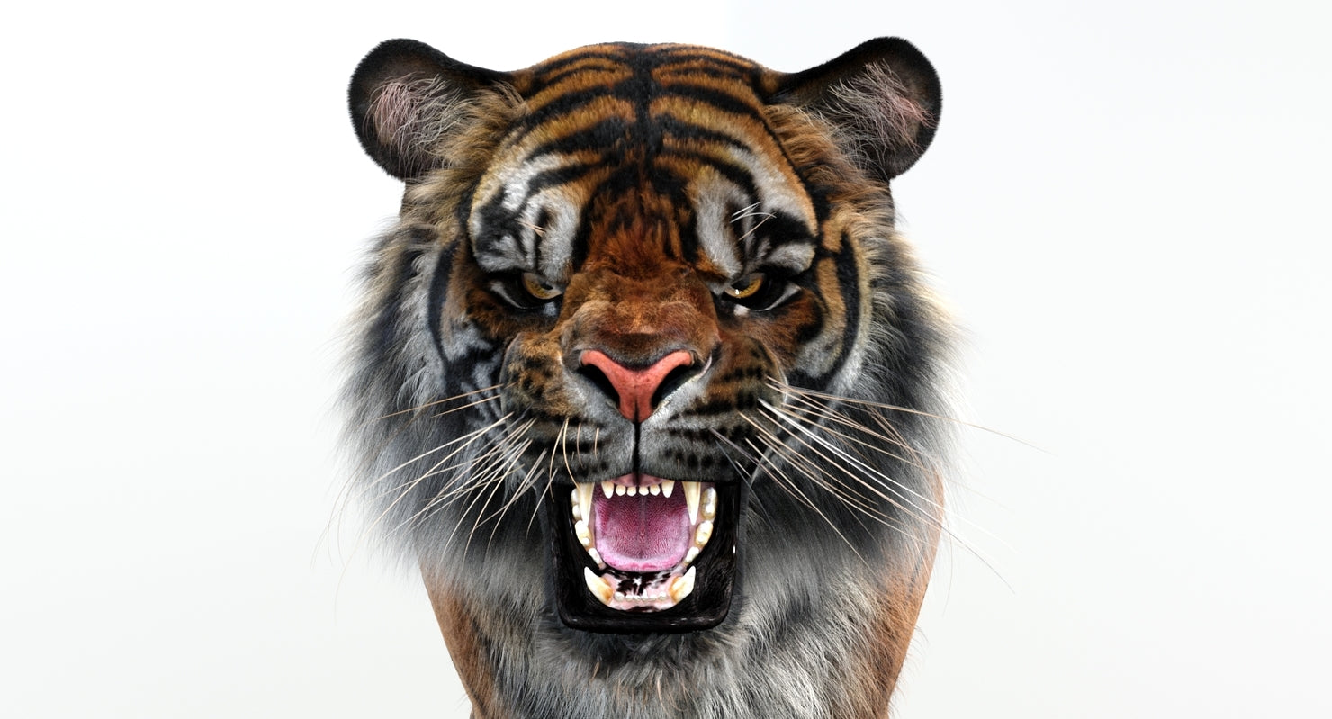 Authentic Tiger 3D Model Upper Body Close-Up on White Background